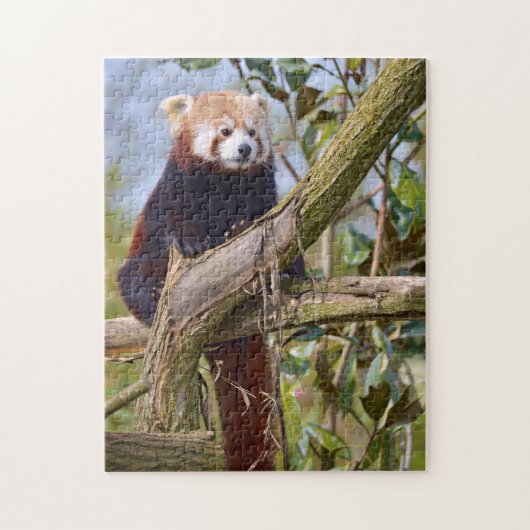 Rode panda in de boom legpuzzel (Verticaal)