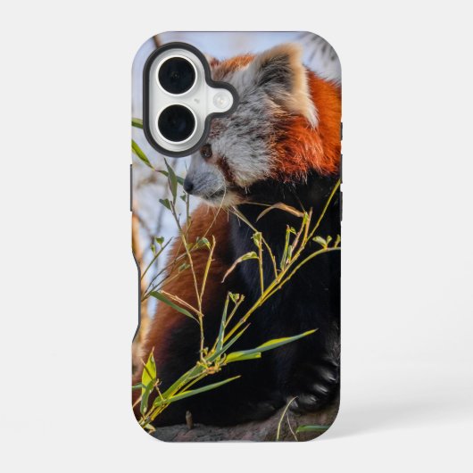 Rode panda iPhone 16 hoesje (Achterkant)