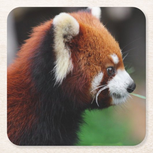 Rode panda kartonnen onderzetters (Voorkant)