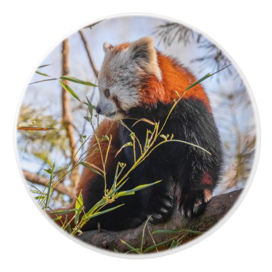 Rode panda keramische knop (Voorkant)