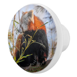 Rode panda keramische knop