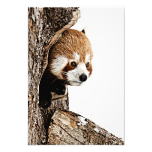 Rode Panda Kiekeboe Foto Afdruk