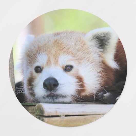 Rode panda labels (Design 1)