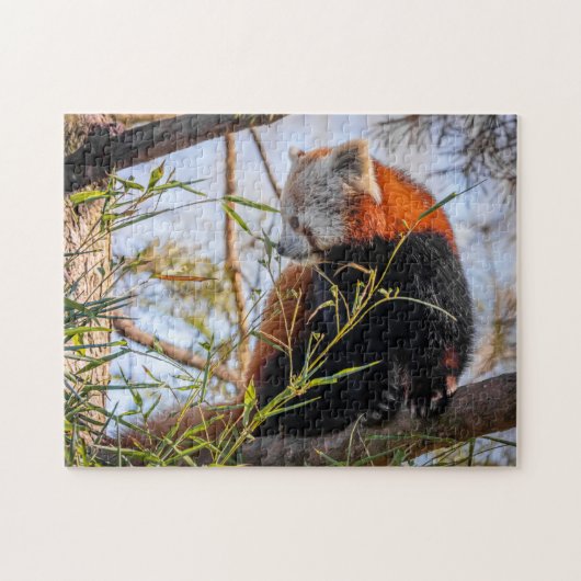 Rode panda legpuzzel (Horizontaal)