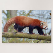 Rode panda loopt op tak legpuzzel (Horizontaal)