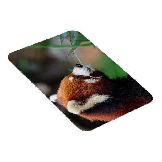 Rode panda magneet (Rechterzijde)