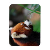 Rode panda magneet (Verticaal)