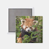 Rode panda magneet (Voorkant / Achterkant)