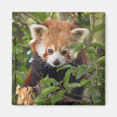 Rode panda magneet (Voorkant)