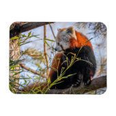Rode panda magneet (Horizontaal)