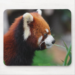 Rode panda muismat