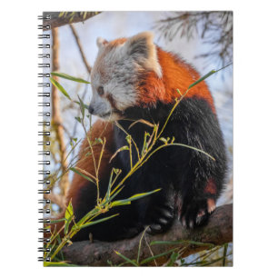 Rode panda notitieboek