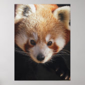 rode panda poster (Voorkant)
