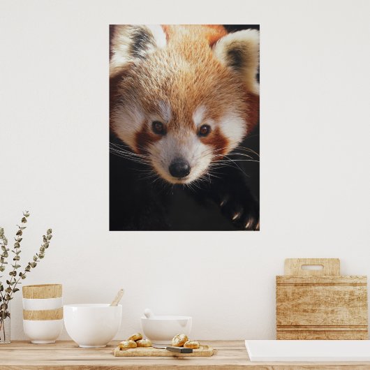 rode panda poster (Keuken)