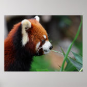 Rode panda poster (Voorkant)