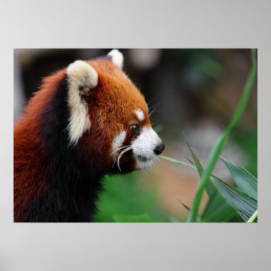 Rode panda poster (Voorkant)