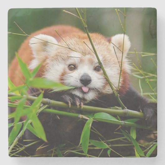 Rode panda stenen onderzetter (Voorkant)