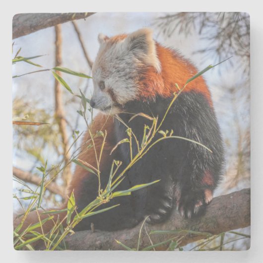 Rode panda stenen onderzetter (Voorkant)