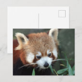 Rode panda, Taronga Zoo, Sydney, Australië Briefkaart (Voorkant / Achterkant)