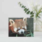 Rode panda, Taronga Zoo, Sydney, Australië Briefkaart (Staand voorkant)