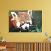 Rode panda, Taronga Zoo, Sydney, Australië Canvas Afdruk (Insitu (Woonkamer))