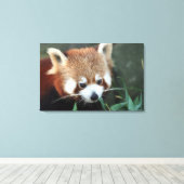 Rode panda, Taronga Zoo, Sydney, Australië Canvas Afdruk (Insitu (Houten vloer))