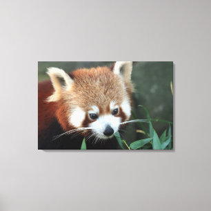 Rode panda, Taronga Zoo, Sydney, Australië Canvas Afdruk