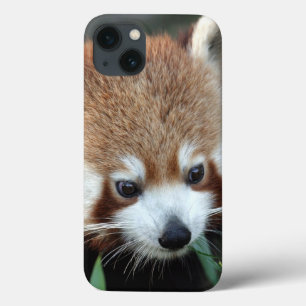 Rode panda, Taronga Zoo, Sydney, Australië Case-Mate iPhone Case