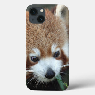 Rode panda, Taronga Zoo, Sydney, Australië iPhone 13 Hoesje