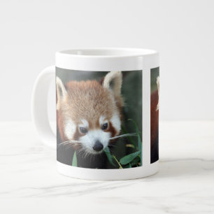 Rode panda, Taronga Zoo, Sydney, Australië Grote Koffiekop