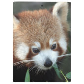 Rode panda, Taronga Zoo, Sydney, Australië Klembord (Achterkant)