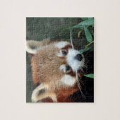 Rode panda, Taronga Zoo, Sydney, Australië Legpuzzel (Verticaal)
