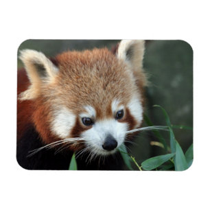 Rode panda, Taronga Zoo, Sydney, Australië Magneet