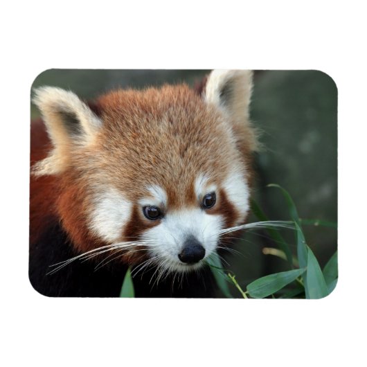 Rode panda, Taronga Zoo, Sydney, Australië Magneet (Horizontaal)