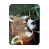 Rode panda, Taronga Zoo, Sydney, Australië Magneet (Verticaal)