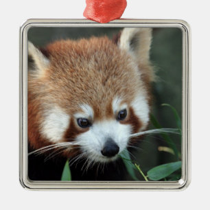 Rode panda, Taronga Zoo, Sydney, Australië Metalen Ornament