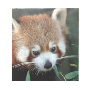Rode panda, Taronga Zoo, Sydney, Australië Notitieblok