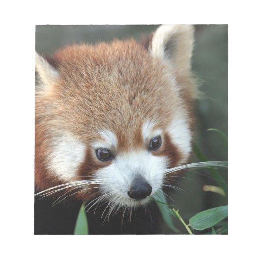 Rode panda, Taronga Zoo, Sydney, Australië Notitieblok (Voorkant)