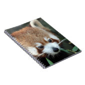 Rode panda, Taronga Zoo, Sydney, Australië Notitieboek (Rechterzijde)