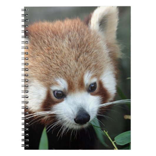 Rode panda, Taronga Zoo, Sydney, Australië Notitieboek (Voorkant)