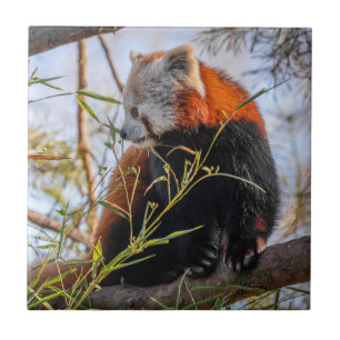 Rode panda tegeltje