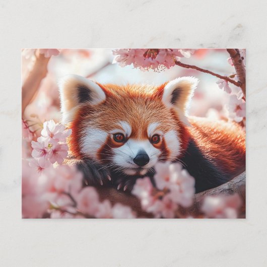 Rode panda tussen de kersenbloesems briefkaart (Voorkant)