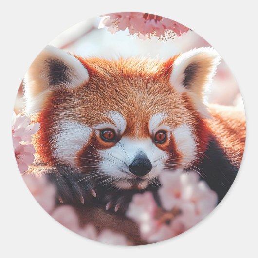 Rode panda tussen de kersenbloesems ronde sticker (Voorkant)