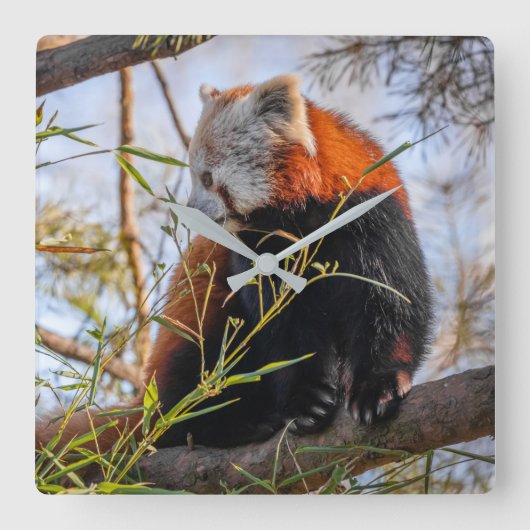 Rode panda vierkante klok (Voorkant)