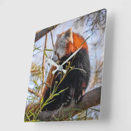 Rode panda vierkante klok (Hoek)