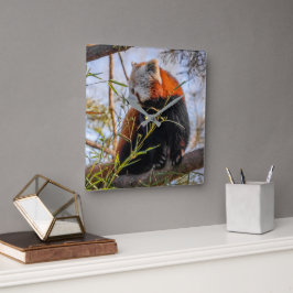 Rode panda vierkante klok