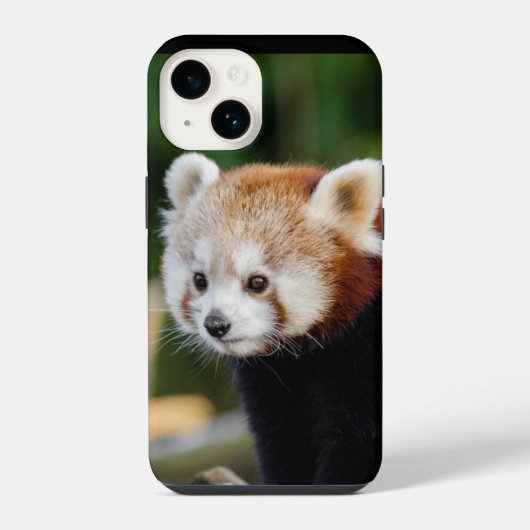 Rode panda wilde dier iPhone hoesje (Achterkant)