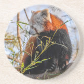 Rode panda zandsteen onderzetter (Voorkant)