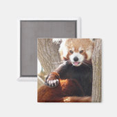 rode panda zit magneet (Voorkant / Achterkant)