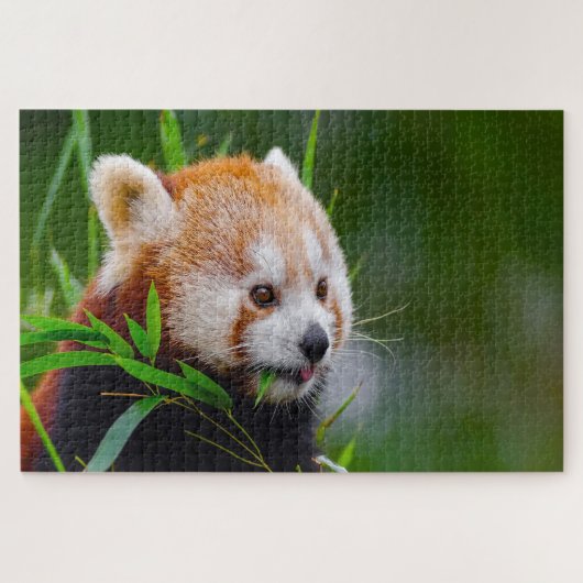 Rode Pandaberen. Legpuzzel (Horizontaal)